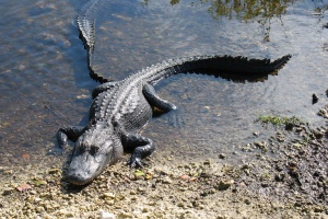 Florida - aligátor v parku Everglades